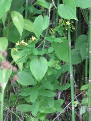 Dioscorea villosa