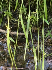 Carex collinsii