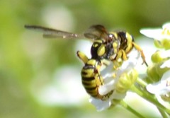 Eucerceris provancheri