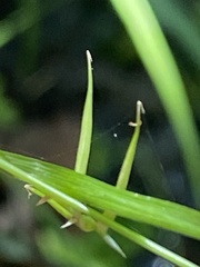 Carex collinsii
