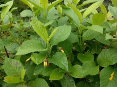 Lonicera involucrata involucrata