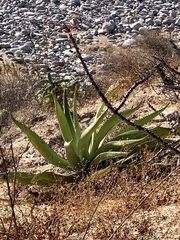 Agave aurea