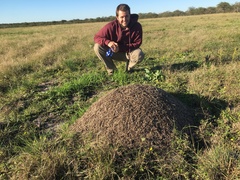 Acromyrmex lobicornis