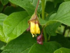 Lonicera involucrata involucrata