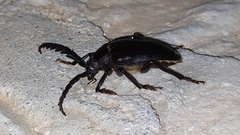 Prionus besikanus