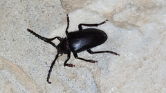 Prionus besikanus