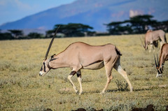 Oryx beisa beisa
