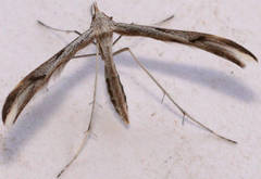 Platyptilia celidotus