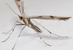 Platyptilia celidotus