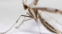 Platyptilia celidotus