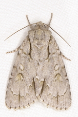 Acronicta laetifica