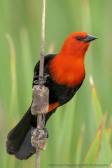 Scarlet-Headed Blackbird photo 3