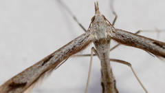 Platyptilia celidotus