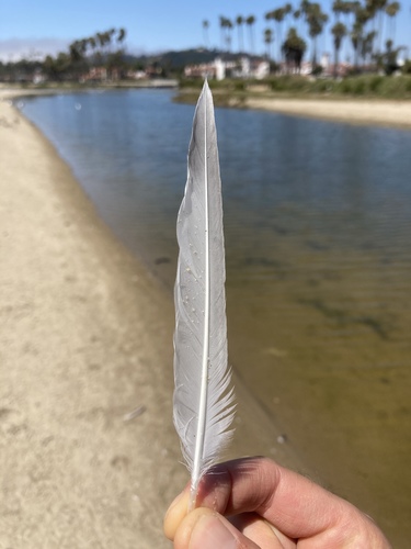Plume de Sterne élégante