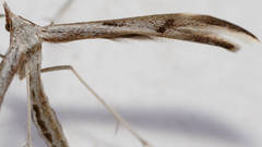Platyptilia celidotus