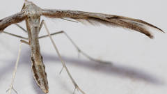 Platyptilia celidotus