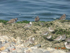 Calidris alba