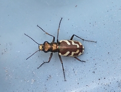 Cicindela lengi versuta