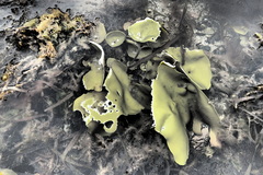 Constantinea rosa-marina