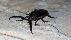 Prionus besikanus