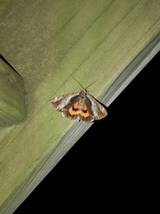 Catocala ultronia