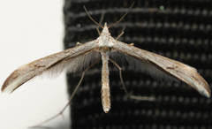 Platyptilia celidotus