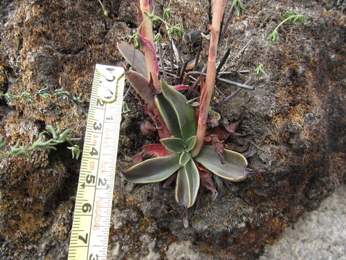 Echeveria mucronata