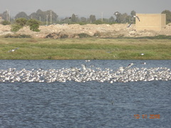 Leucophaeus pipixcan