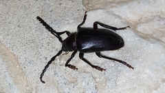 Prionus besikanus