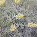 Yellow Buckwheat - Photo (c) Sarah Vinge-Mazer, some rights reserved (CC BY-NC-SA), uploaded by Sarah Vinge-Mazer