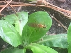 Ptecticus trivittatus