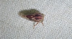 Allodrilus alboferrugineus