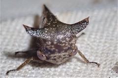 Sundarion marmoratum