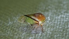 Micrutalis nigromarginata