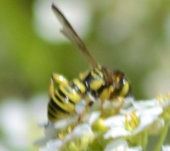 Eucerceris provancheri