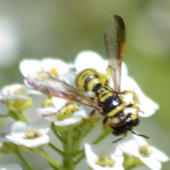 Eucerceris provancheri