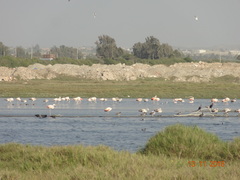 Phoenicopterus chilensis