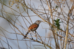 Thamnophilus torquatus