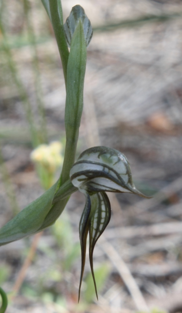 Pterostylis picta