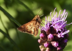 Polites peckius