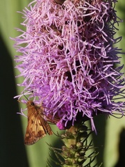 Polites peckius