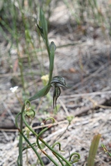 Pterostylis picta