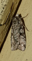 Anaplectoides prasina