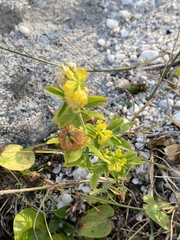 Trifolium aureum