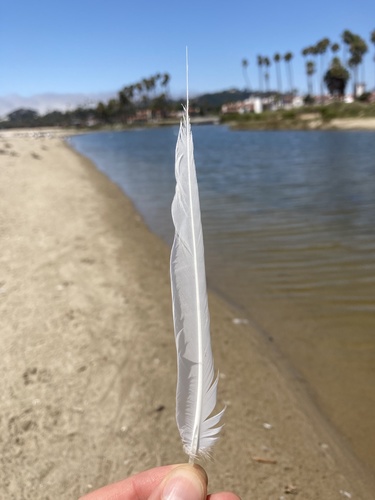 Plume de Sterne élégante