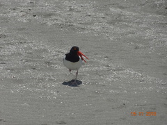 Haematopus palliatus