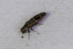 Agrilus lecontei