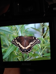 Papilio palamedes image