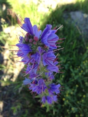 Echium vulgare