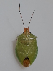 Chlorocoris complanatus